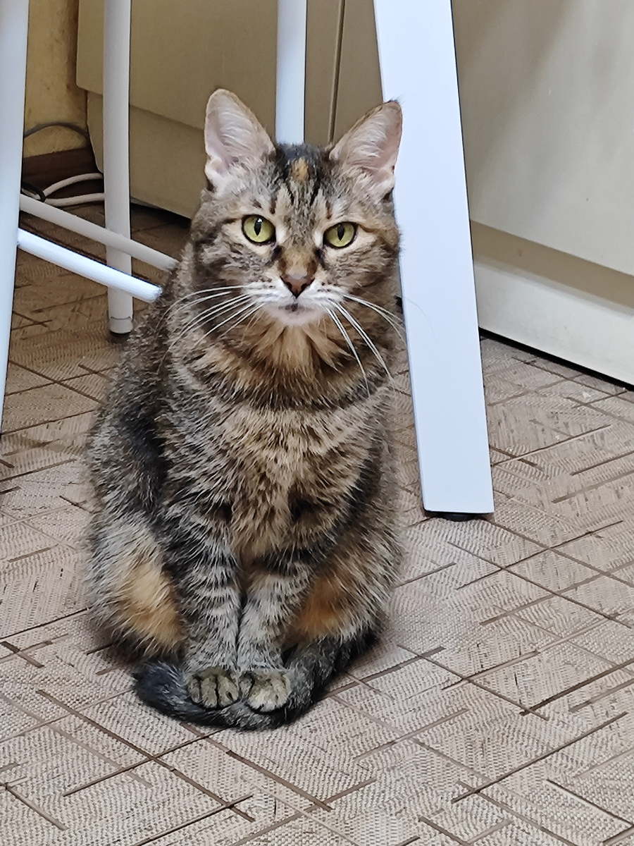 Матюся красавица . Смотрите лапки как поставила.