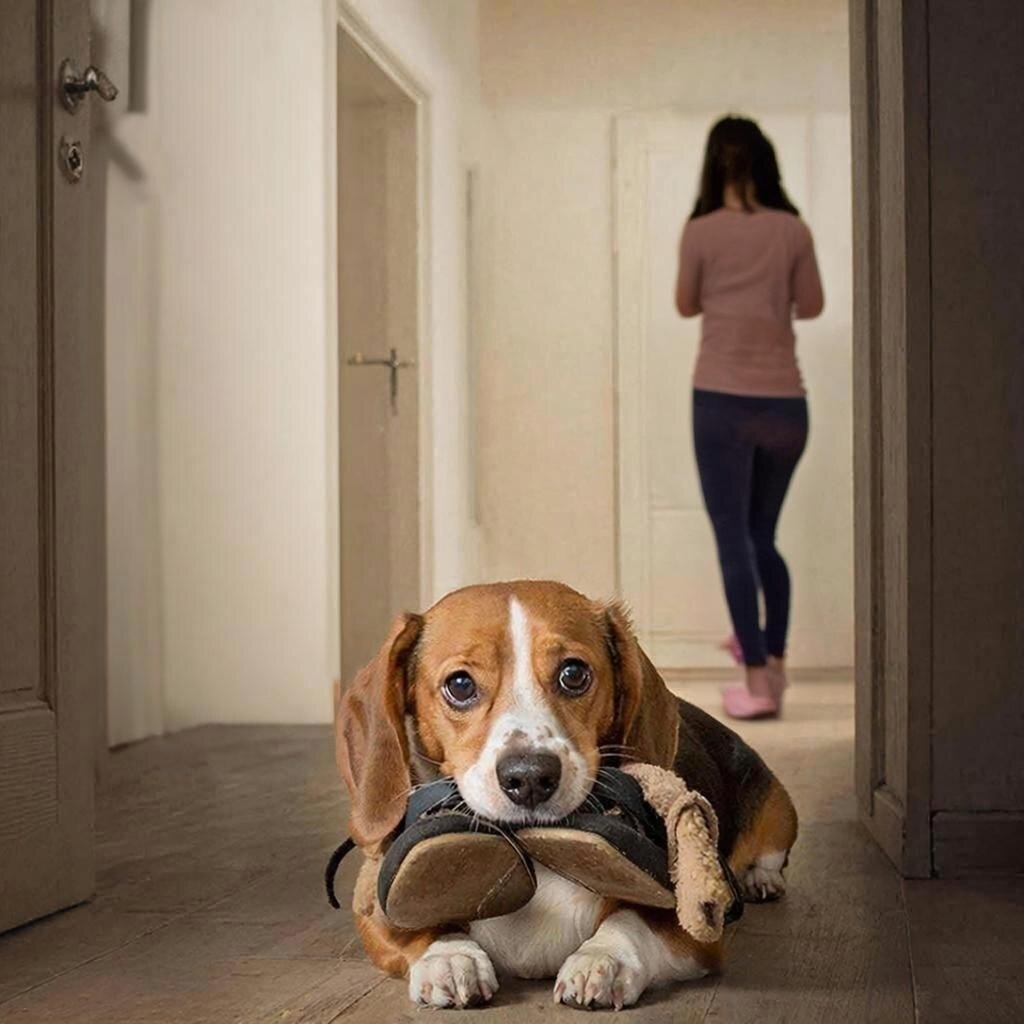 Хозяйка Аня и пёс Бублик