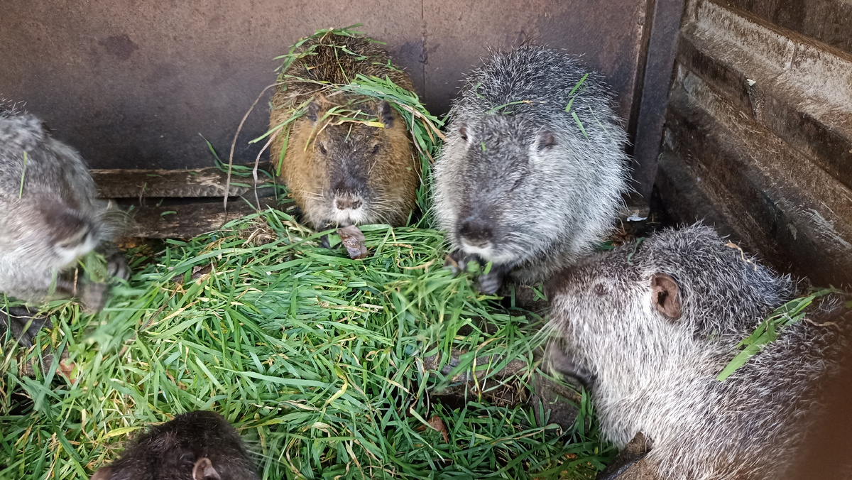 Нутрии едят траву