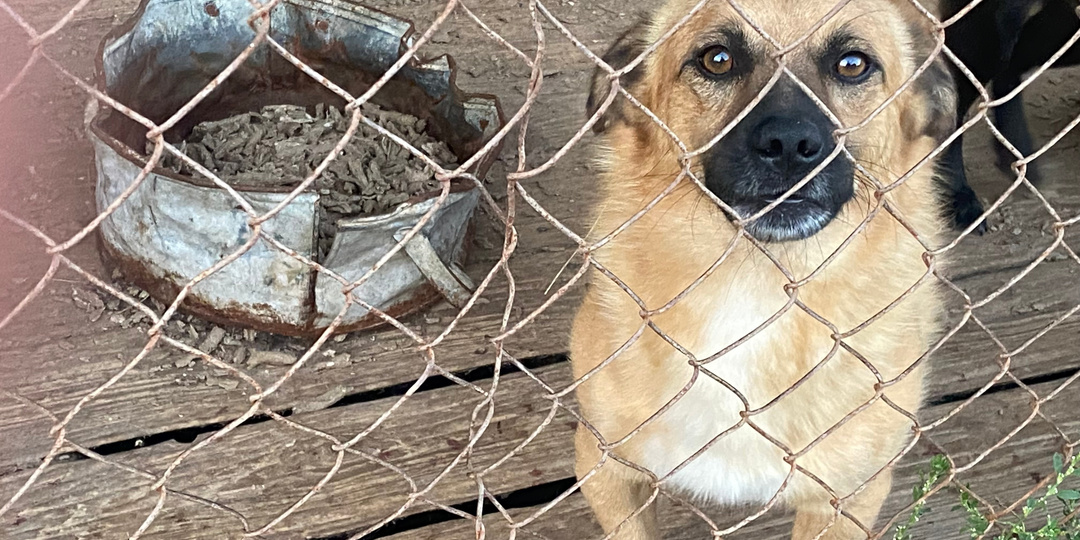 Накорми, защити, помоги слабому!