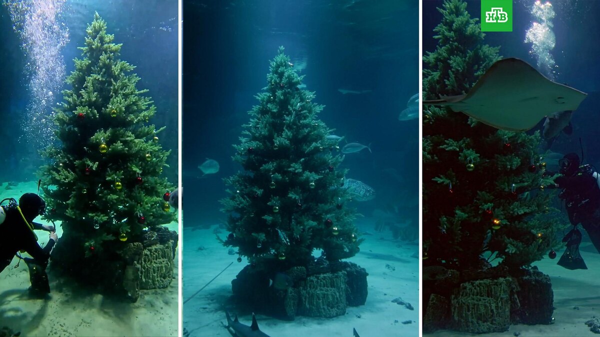    Фото: moskvarium_official / t.me