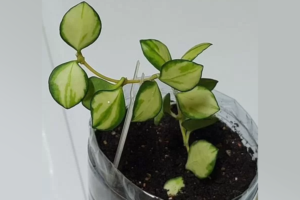 Это она. 400р