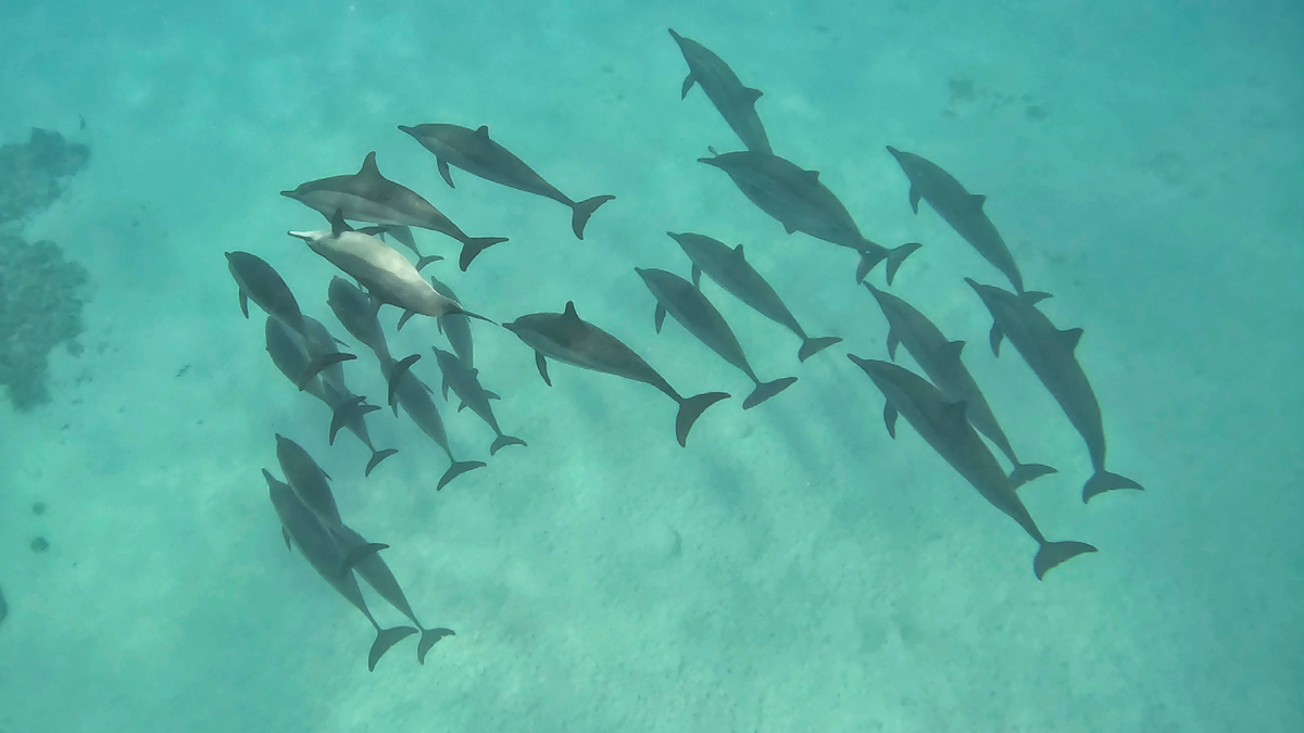 Стая дельфинов Сатайя риф