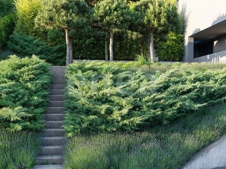 Можжевельник. Фото из доступного источника из доступного источника