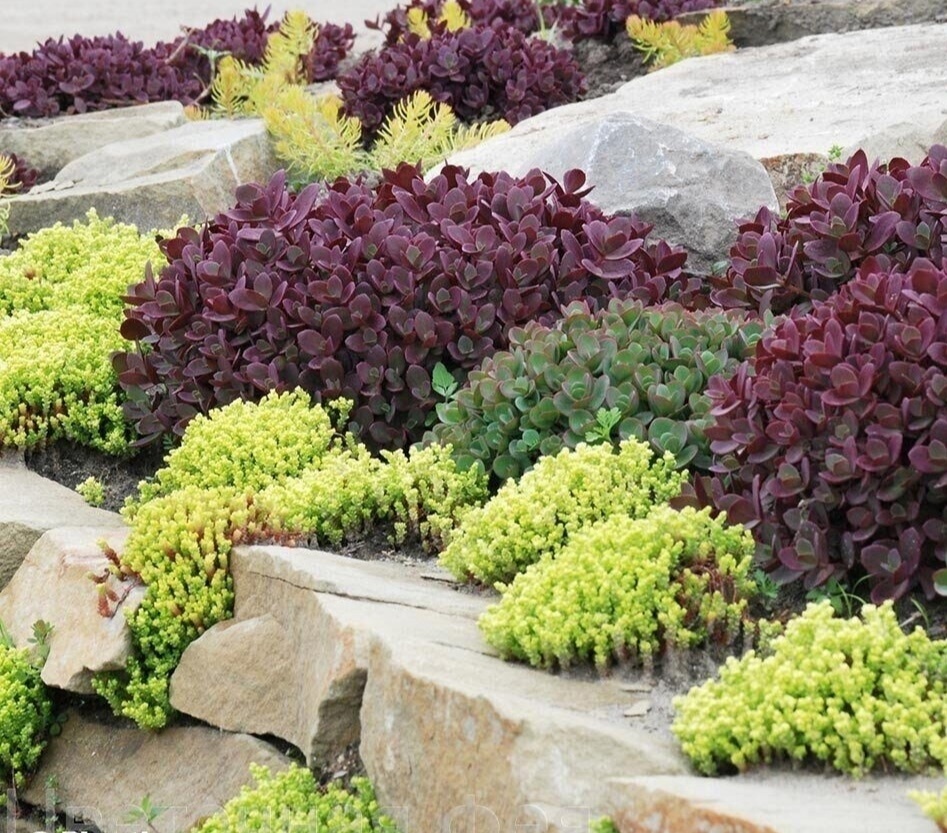 Очитки. Из доступного источника 