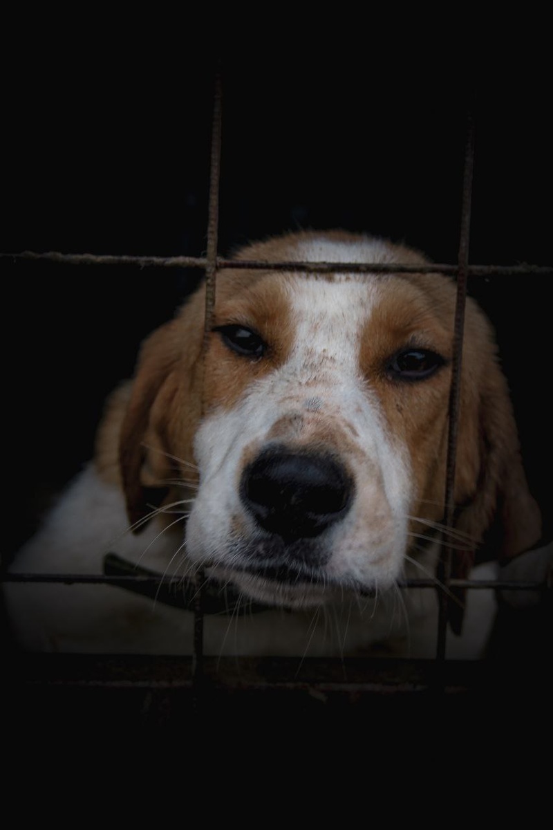 Русская гончая