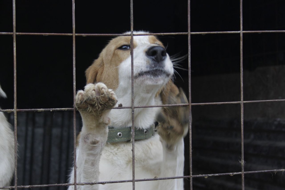 Сейчас в приюте Зоогеленджик 