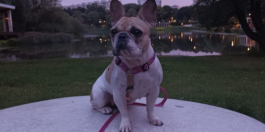 Годик домашней жизни