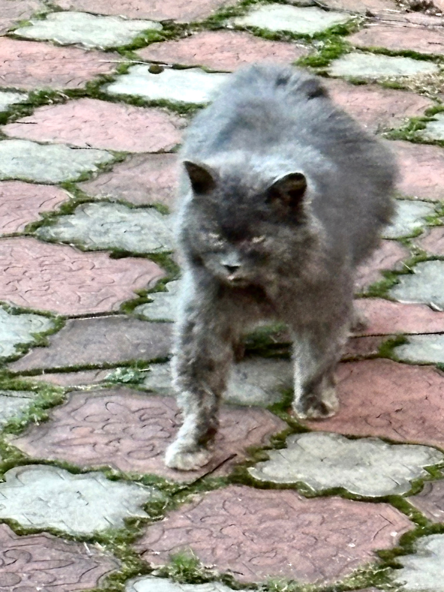 Уф! Чуть не застрял под забором!