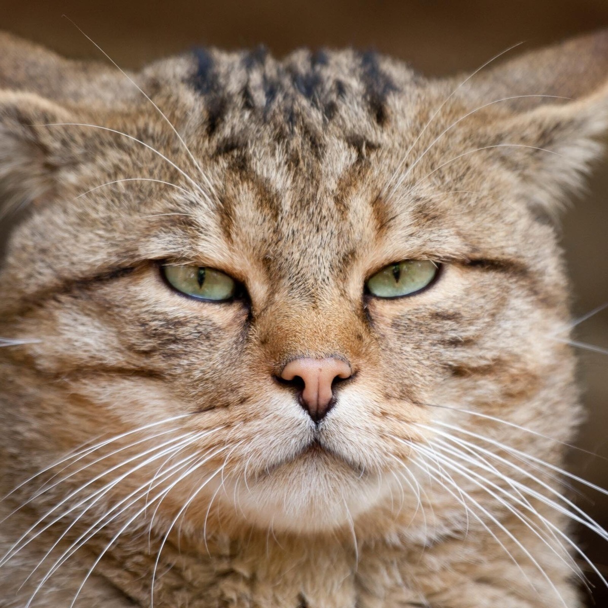 Фото из сети Интернет