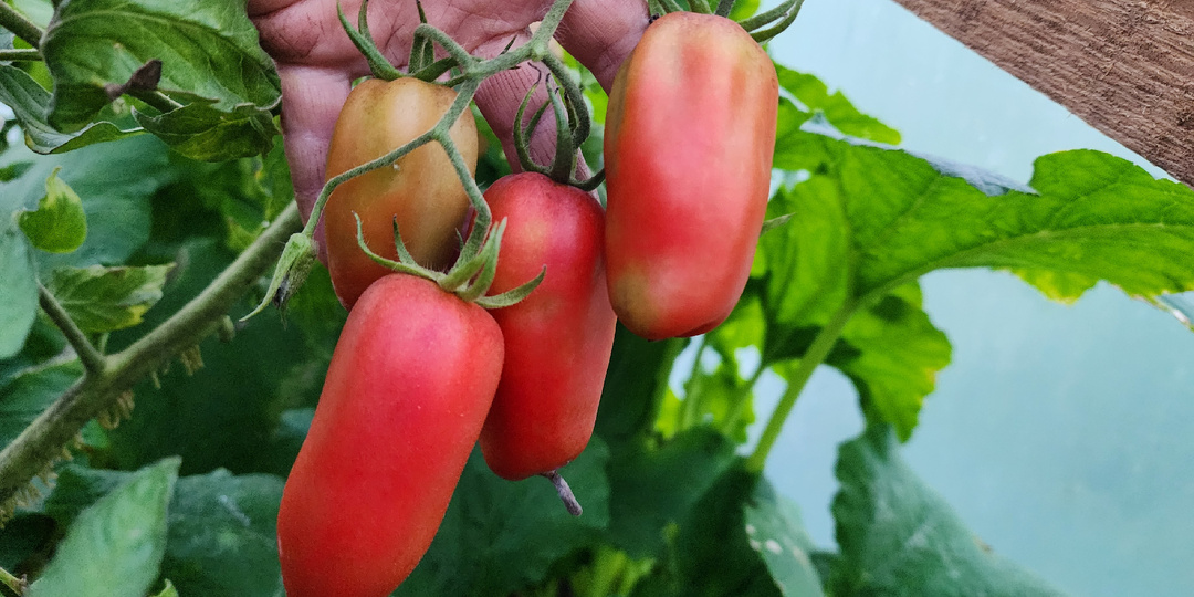 3 лучших перцевидных томата: красивые, вкусные с большим урожаем