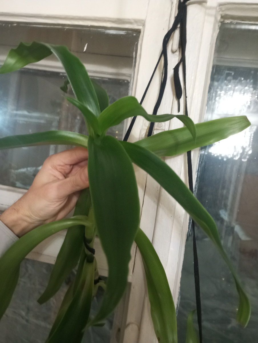 фото автора: побеги традесканции при регулярном уходе дорастают до верха окна 