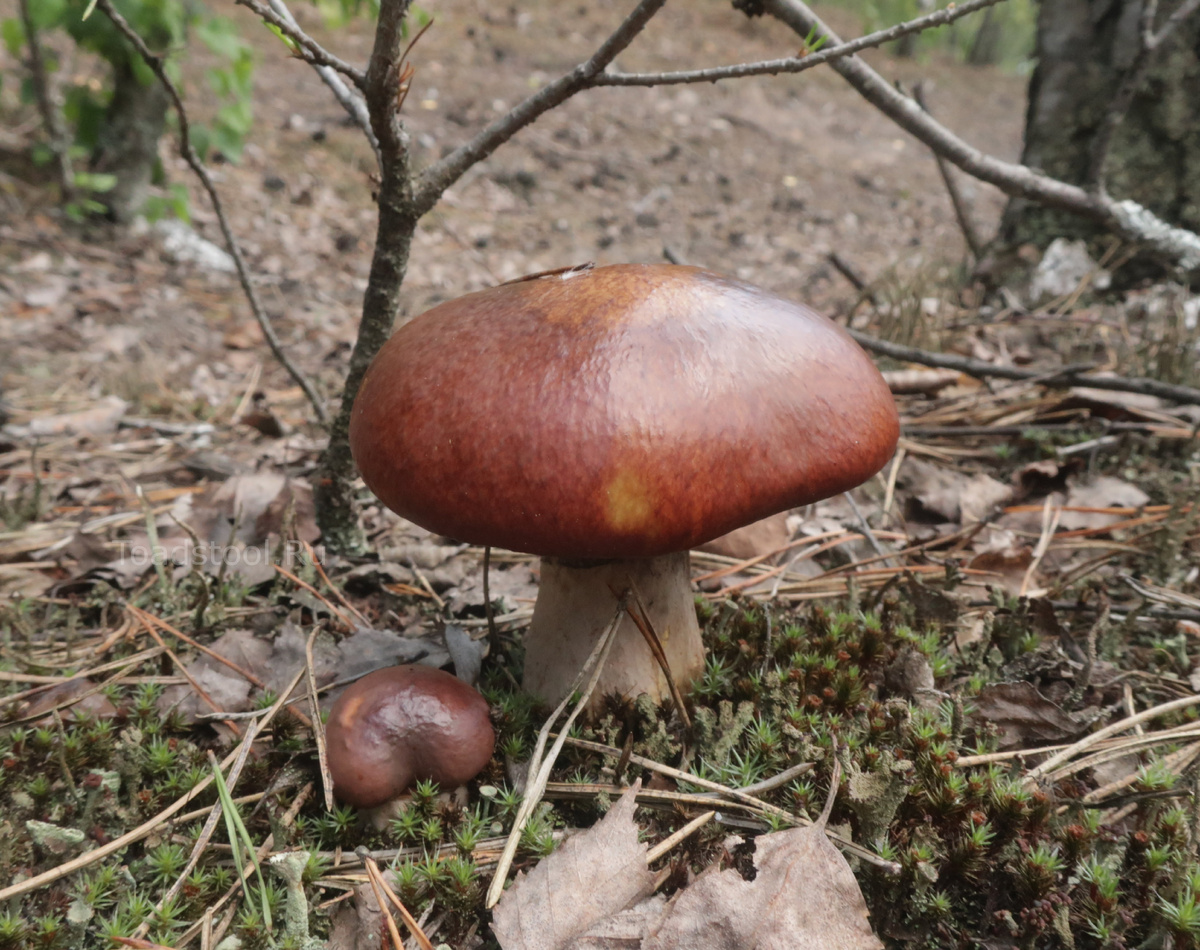 "Позднего" маслёнка вам в ленту (снято 3 июля; фото И.Лебединского)