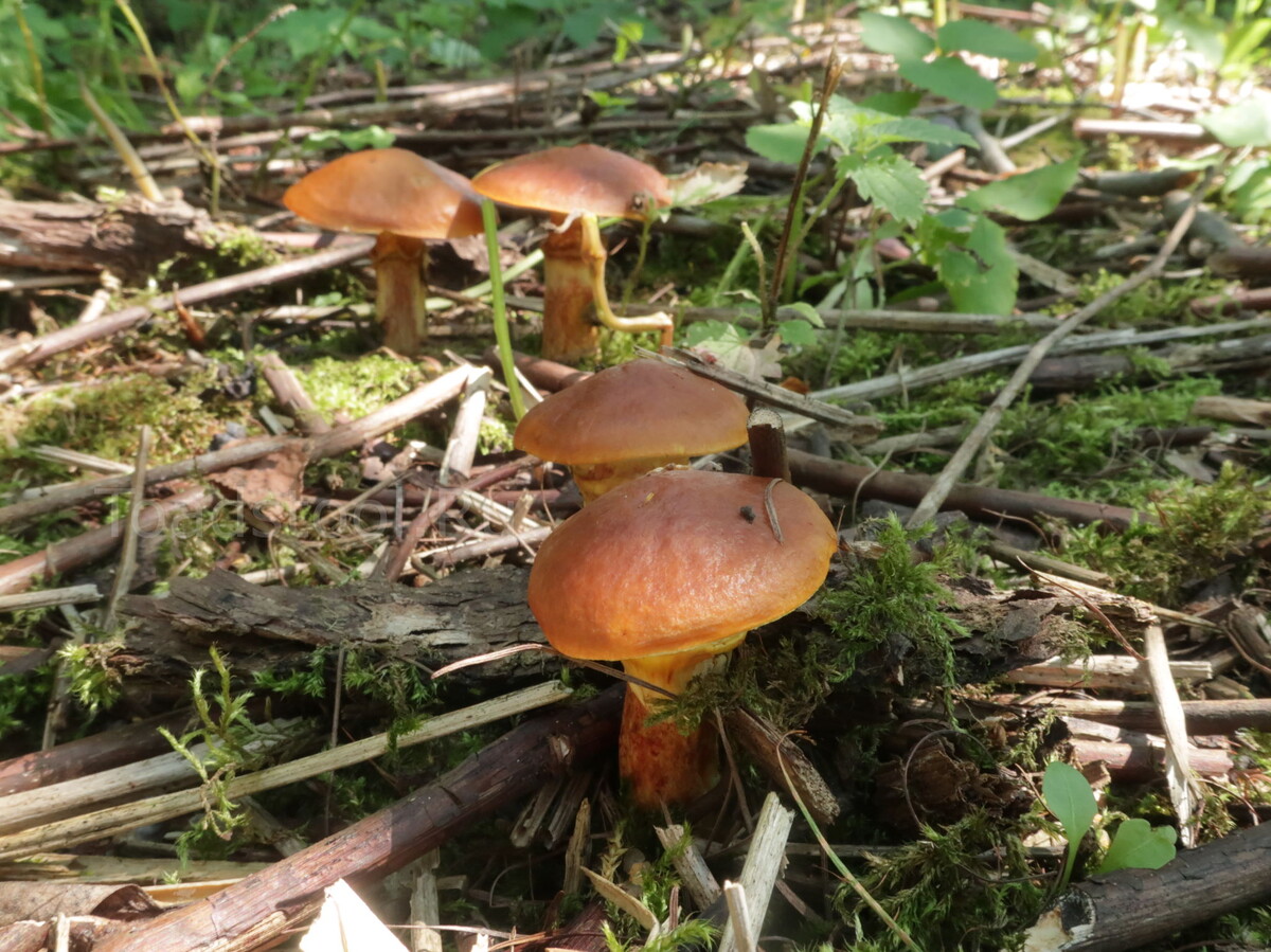 То хороводы, а в минувшем сезоне - ни грибини. Жива ли грибница? (фото И.Лебединского)