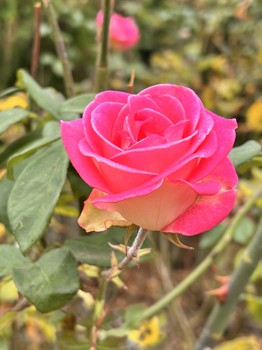 Розы в Крыму, декабрь 2025 года