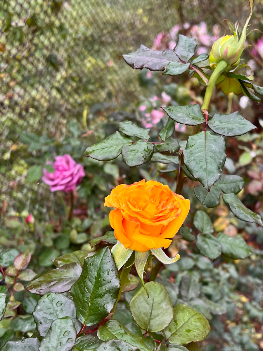 Крымские розы не боятся мороза. Зима? Не, не слышали, цветём!