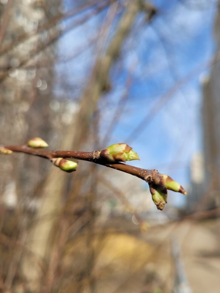 Почки в фазе зелёного конуса 