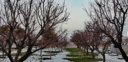 Садовый календарь обработок на весь сезон: что и когда делать, чтобы собрать здоровый урожай
