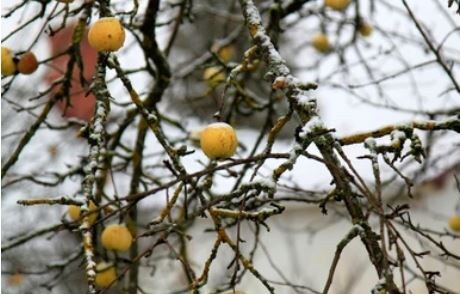 Садовый календарь обработок на весь сезон: что и когда делать, чтобы собрать здоровый урожай