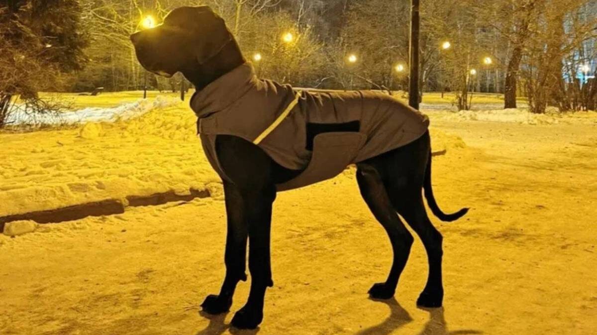    Фото: Telegram / Прокуратура Москвы