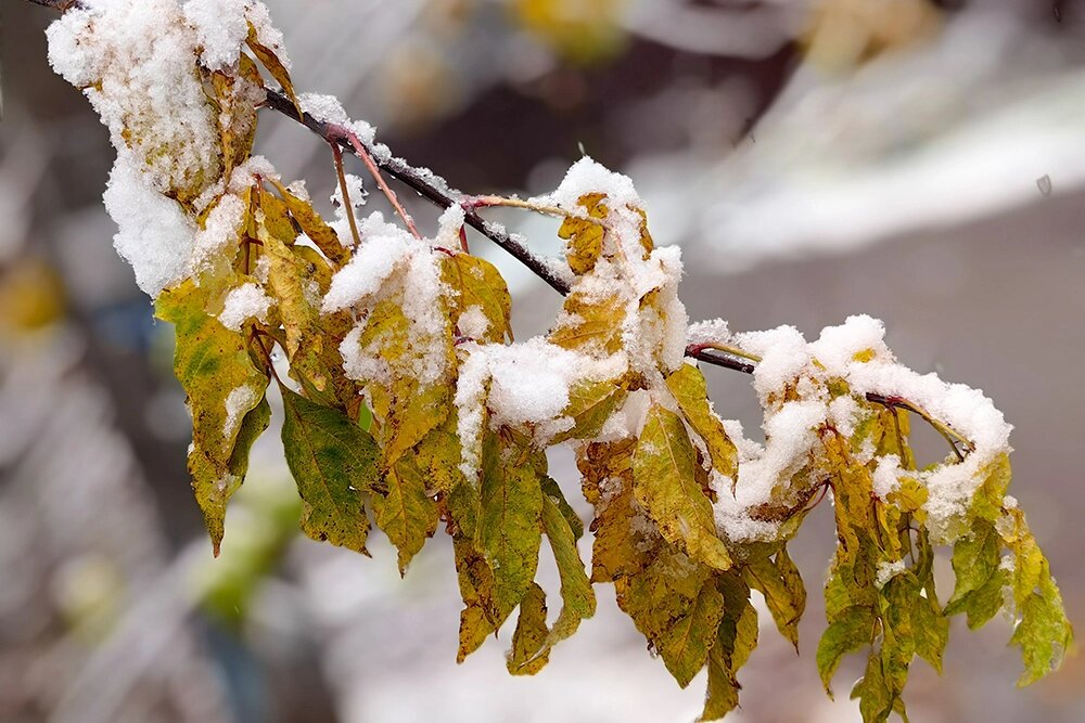    Снег в Москве 15 ноября 2025 г. Фото: АГН Москва/ Василий Кузьмиченок
