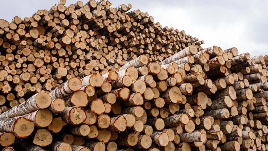 Автор фото: Сергей Ермохин / "Деловой Петербург"