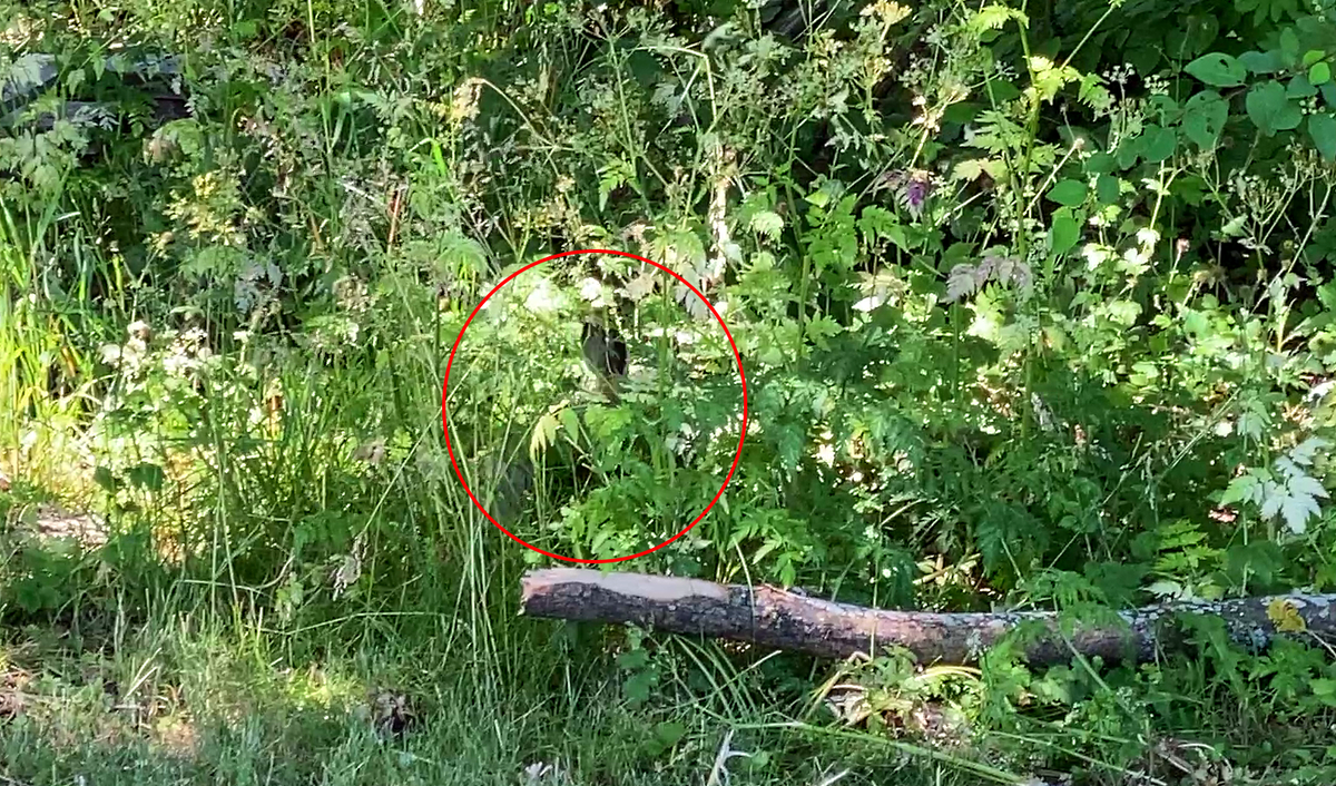 Зайчик ускакал в траву