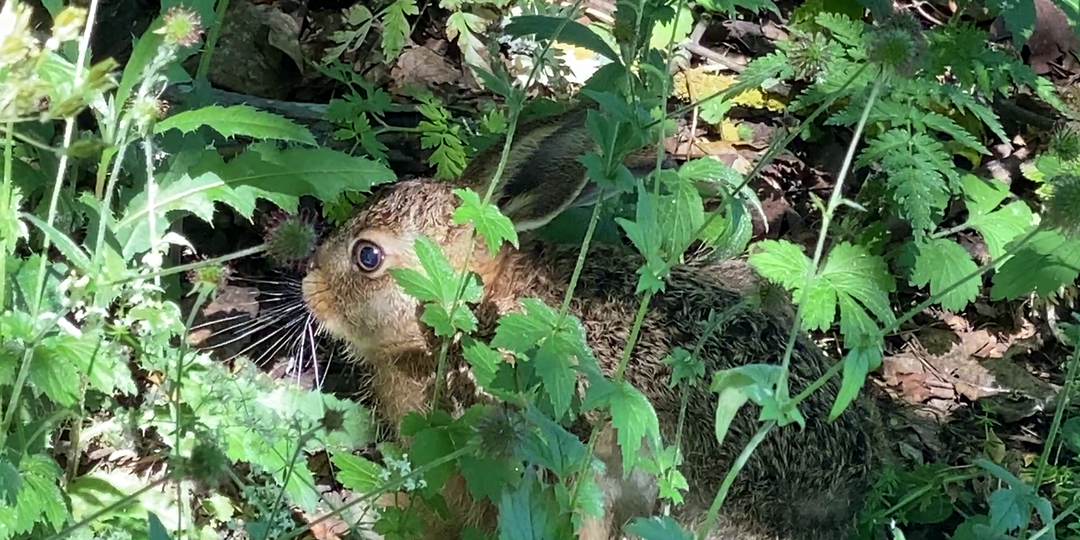 Зайца будто подменили (Пять дней из жизни зайчонка)