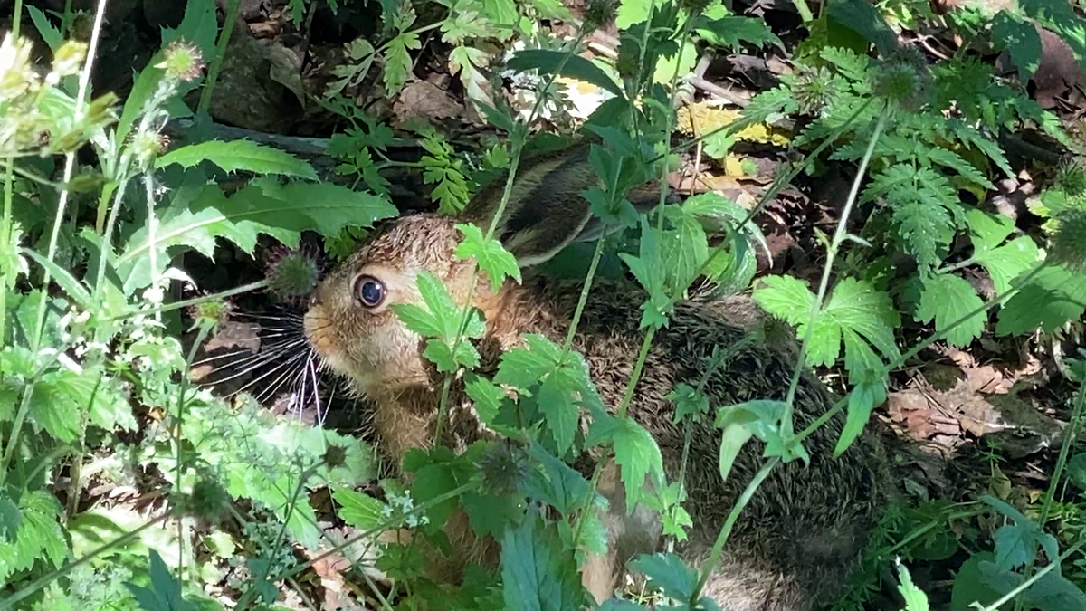 Зайчонок косится на нас и не убегает