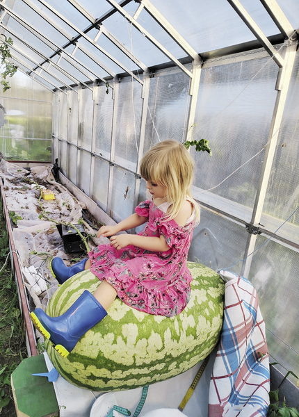 Ксюше Догадаевой всего лишь 3,5 года, но она уже помогает маме на
грядках: поливает растения, собирает ягоды и с удовольствием
позирует на камеру