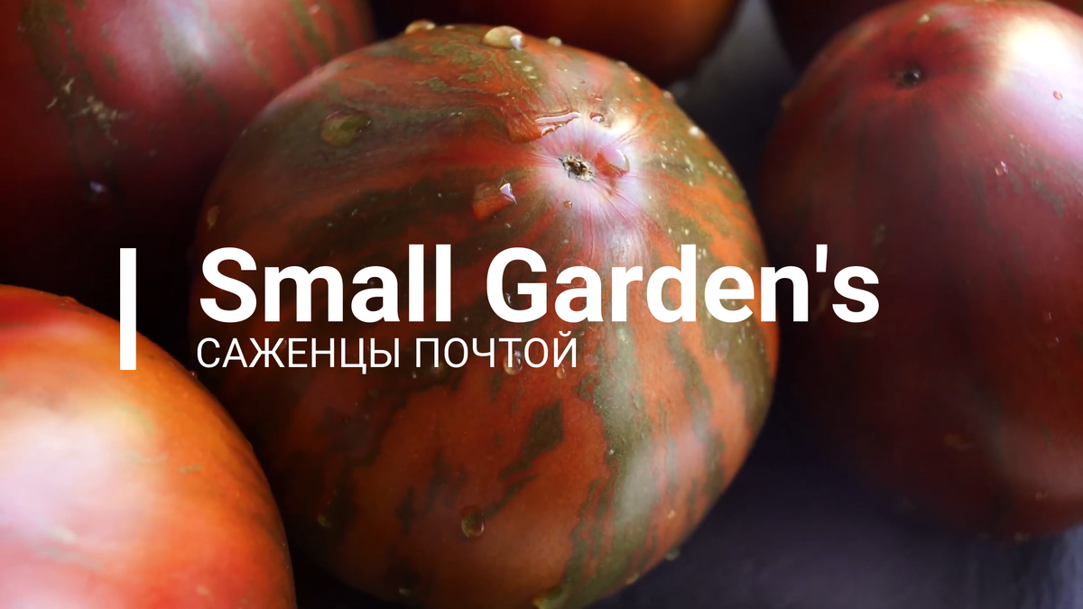 Томат «Мятежный звездный истребитель (Прайм)»: Вырастите космическую экзотику у себя в саду