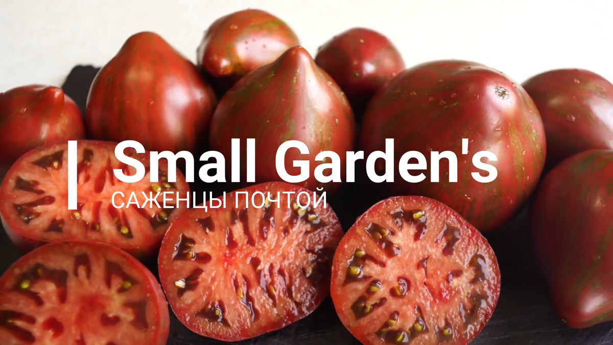 Томат Мятежный Звездный Истребитель. Семена томатов | Small Garden's