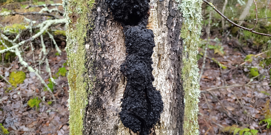 Черное золото северных лесов: Феномен чаги и легенда о «Неутомимом Матти»