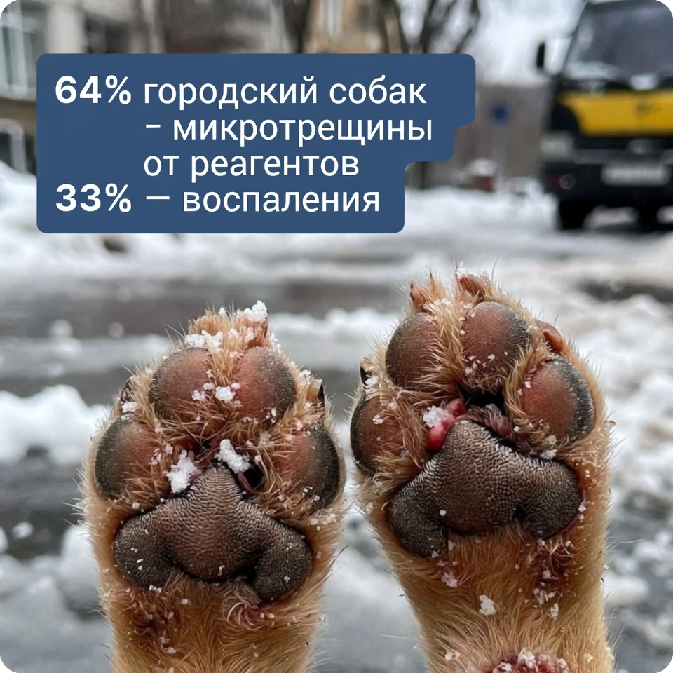 Зимние реагенты и лёд разъедают и царапают подушечки лап, вызывая сухость, микротрещины, боль и воспаления у городской собаки.