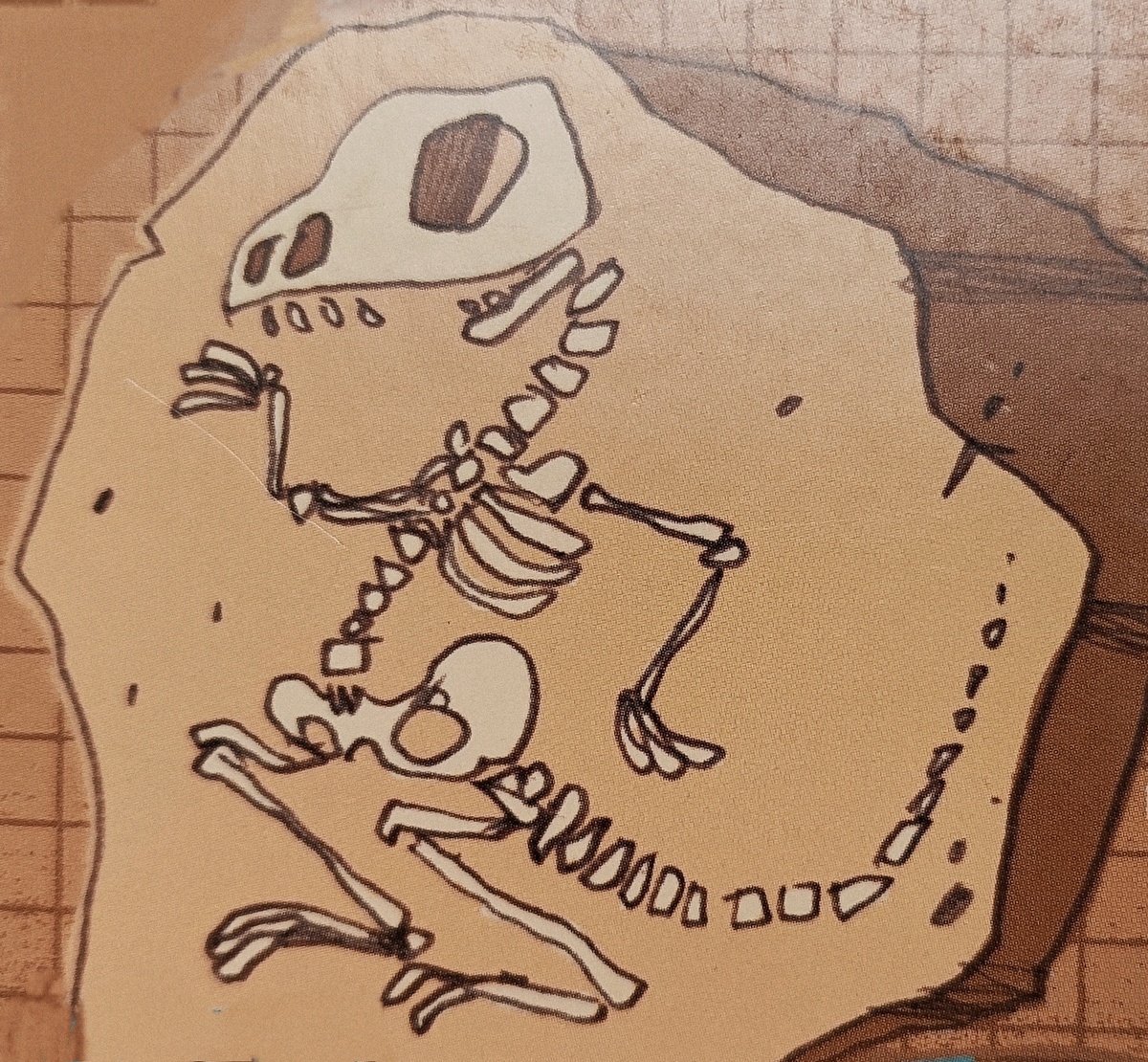 До нас дошли только окаменелые останки динозавров.