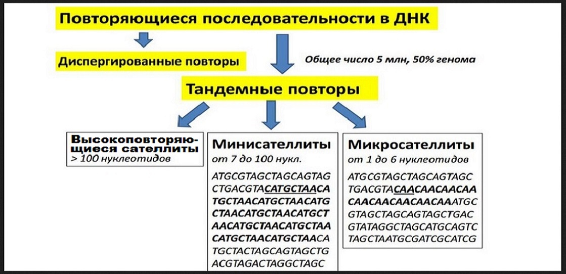 КЛАССИФИКАЦИЯ ПОВТОРОВ ПО ДЛИНЕ. (Яндекс Картинки - americanbeautyclub.ru)