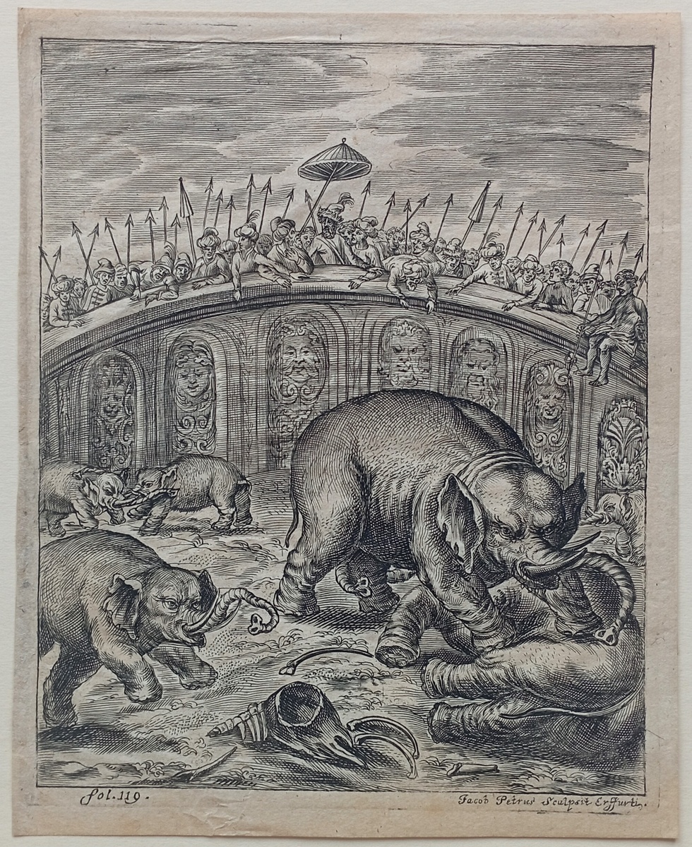 Поединок слонов. Гравюра из издания Elephantographia Curiosa, 1715 год. Художник Тобиас Якоб Хильдебрандт, гравировал Якоб Петрус. https://meshok.net/item/346794429