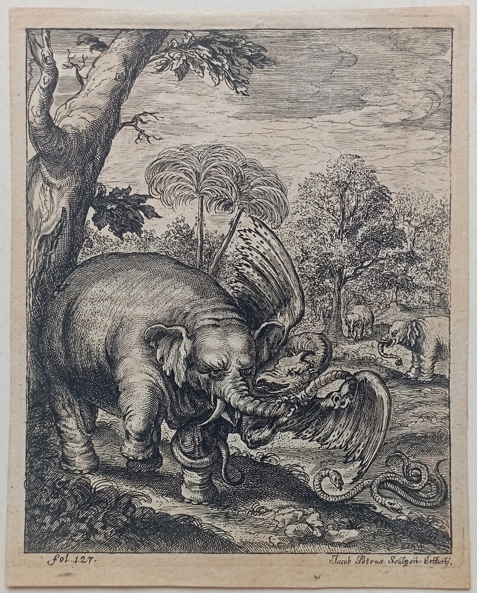 Схватка слона и дракона. Гравюра из издания Elephantographia Curiosa, 1715 год. Художник Тобиас Якоб Хильдебрандт, гравировал Якоб Петрус. https://meshok.net/item/348926257