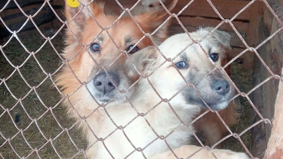 Мороз -36°С и сильный ветер... Всепроникающий холод...🥶 Спешим строить теплые будки 🙏🙏
