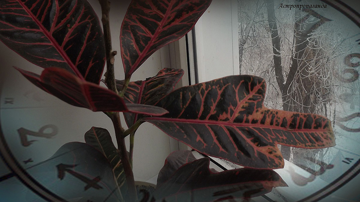 Гороскоп с 1 по 7 декабря 2025 | Недельный гороскоп