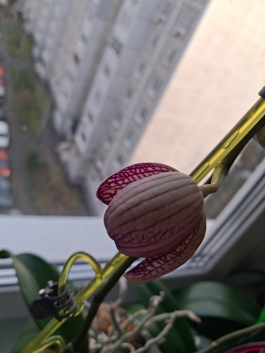 Бутон орхидеи. Фото автора. 