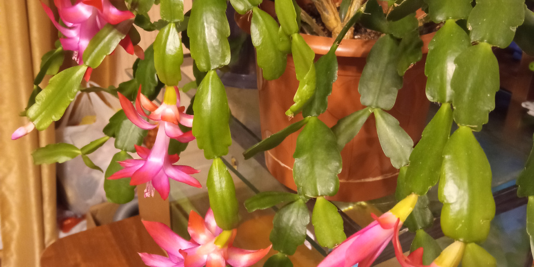 А откуда декабрист знает, что он декабрист и что нужно цвести в декабре? И почему он оправдывает своё зимнее название!