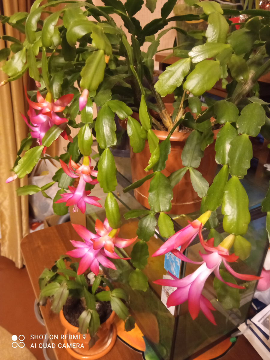 Цветение моего декабриста три года назад. Фото автора. 