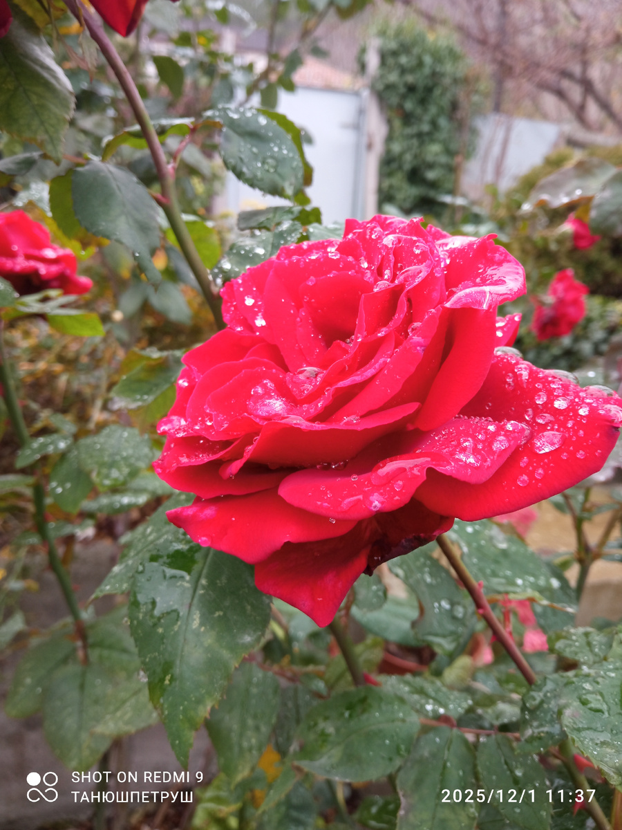 Ч/г роза Ингрид Бергман в моем саду. Фото автора.