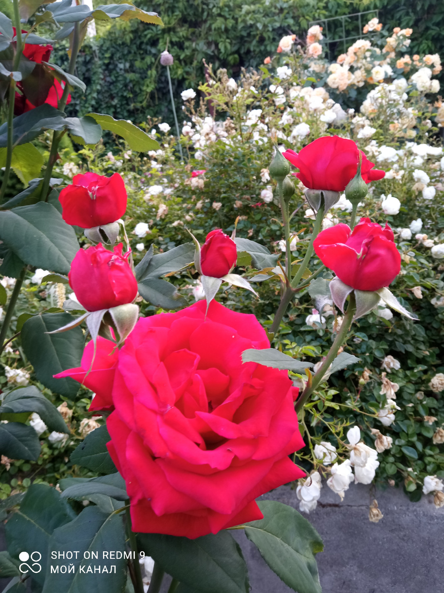 Ингрид Бергман в августе 2025г. Фото автора.