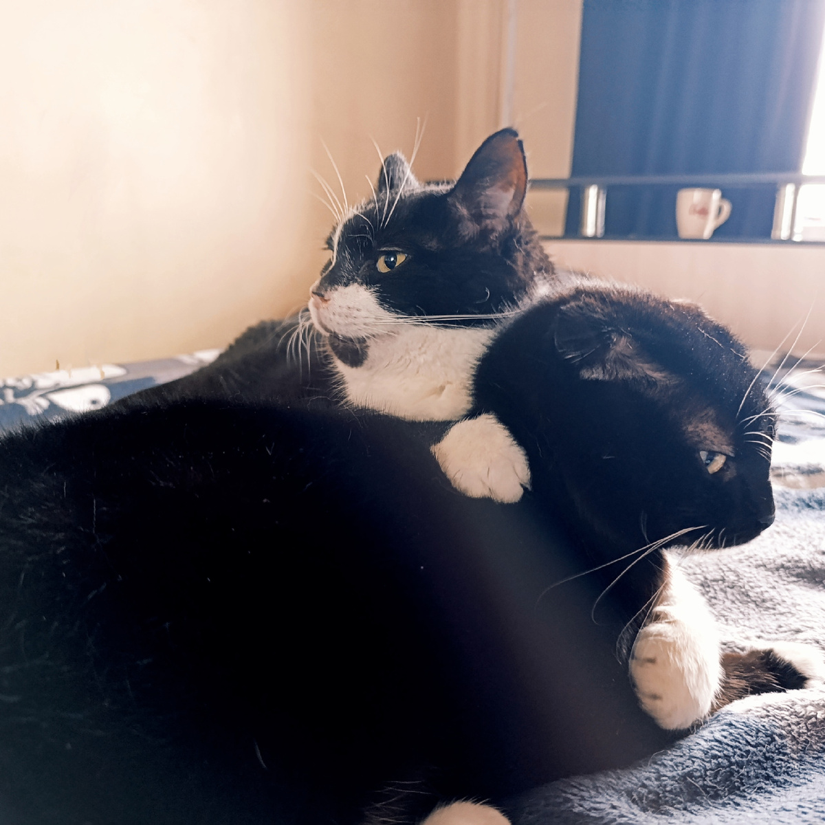 Так даже у котов не выходит