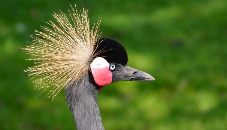    Пернатый манипулятор. Где живёт богиня? Фото: по лицензии CC0 Pxhere.com