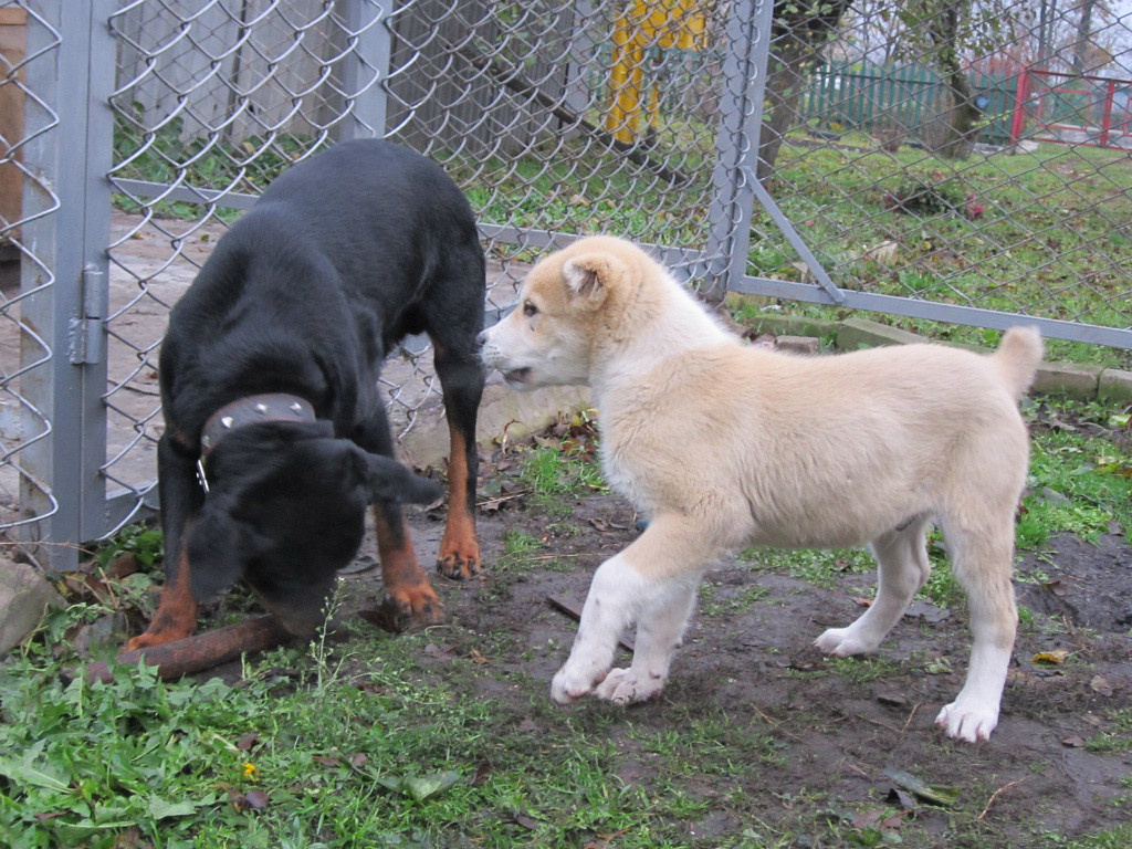 Гром и Миша