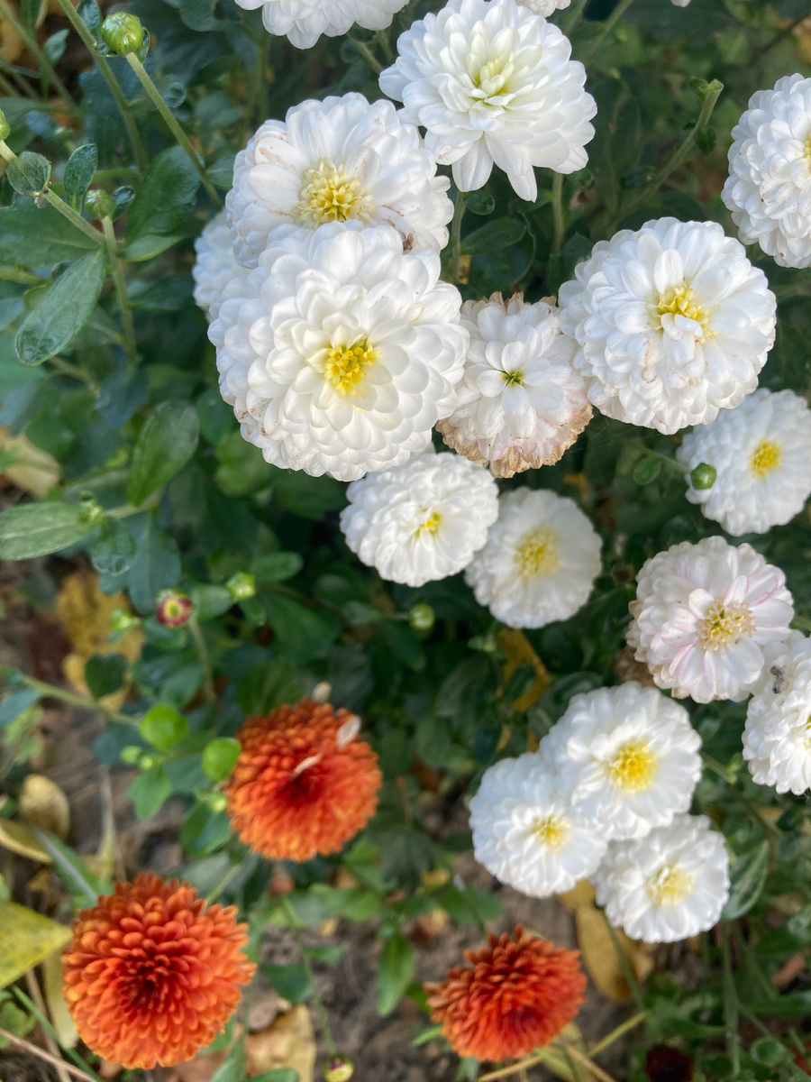 Видно, что белая уже отцветает....