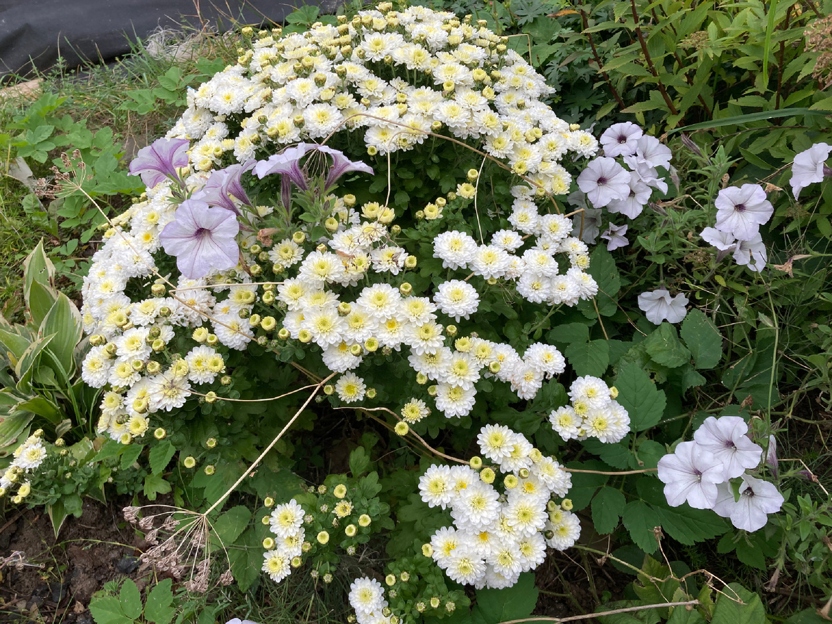 21.09.2025. Куст зимовал в ОГ "как есть"